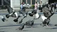 Pigeon feeders in Seoul face fines of up to US$658 in June amid month-long crackdown
