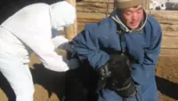 Over 600 animals culled in western Mongolia due to foot-and-mouth disease