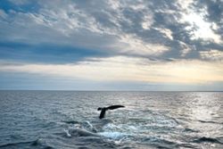 Middle East conflict poses danger for whales off South Africa, study says