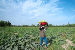 Global food prices are at their highest level in more than three years