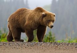 Four injured in bear attacks in northeast Japan