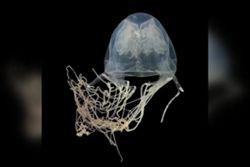 New species of venomous box jellyfish discovered off the coast of Singapore's Sentosa