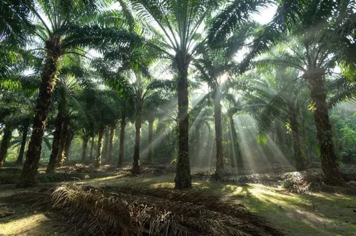 An elderly man who went missing while searching for bird's nests in Gua Tepadung has been found safe near an oil palm plantation in Lahad Datu.