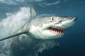 QuickCheck: Are sharks as bloodthirsty as depicted in certain movies?