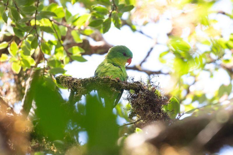 A rare Blue-fronted Lorikeet, long considered one of Indonesia’s “lost” birds, has been sighted again on Buru island during a recent expedition.
