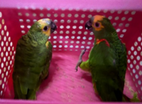 GOF seizes smuggled exotic birds worth RM100,000 near Thai border