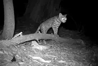 Critically endangered leopard cats in Changi, Singapore to be relocated from second half of 2026