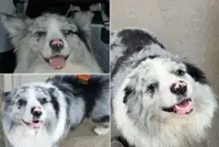 Celebrity dog with over 1.5 million followers stolen, slaughtered in China as thief mistook it for a stray