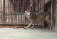 Can't wait to see South Korea's escaped wolf, Neukgu? Daejeon O-World theme park to reopen Friday (June 5)