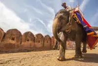 Bollywood stars push to end use of elephants in Indian films