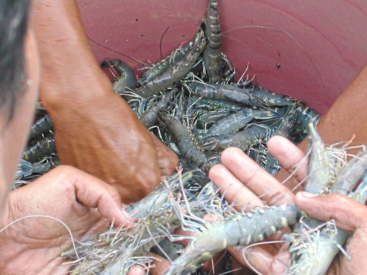 MBI Selangor has formalised a strategic partnership with Farmerex Sdn Bhd through two agreements for the development of a commercial aquaculture farming project at the Sungai Lang Fisheries Industrial Zone (ZIPS) in Sabak Bernam.