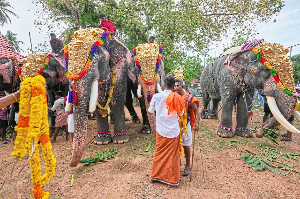 Top directors, producers and actors have backed the campaign by animal rights group Peta India, which this month highlighted how the rise of slick AI images provide even less reason to use real animals.