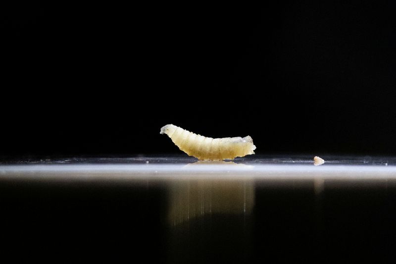 The U.S. Department of Agriculture said that the New World screwworm, a fly that eats warm-blooded animals alive, was found in a Texas calf, posing a serious new threat to U.S. cattle.