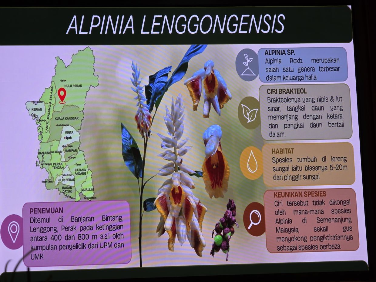 Alpinia lenggongensis was found at Banjaran Bintang by researchers from Universiti Putra Malaysia and Universiti Malaysia Kelantan.