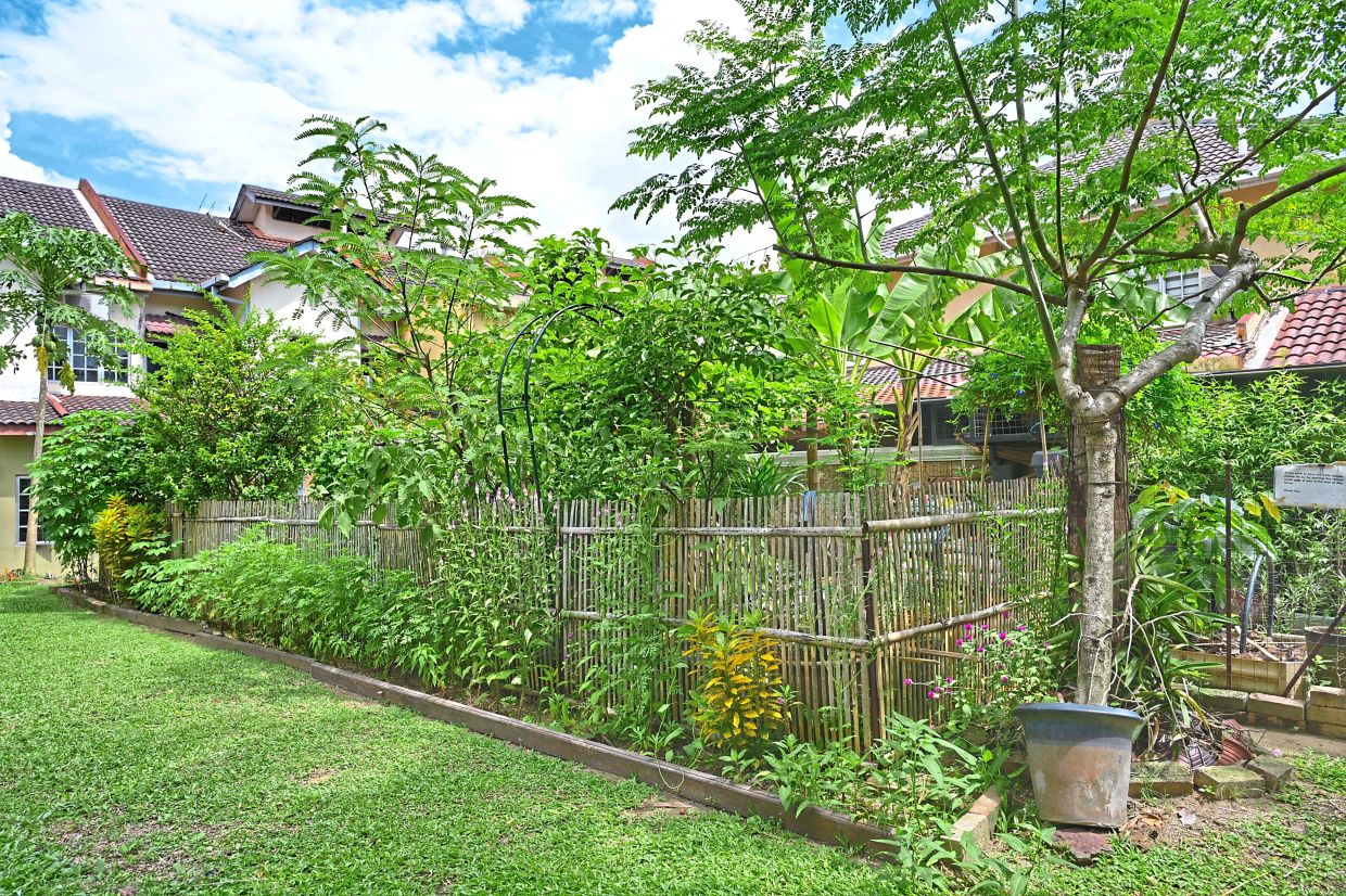 What used to be an empty land overgrown with wild shrubs behind Norbiha’s house is now a sprawling edible garden. Photo: The Star/Raja Faisal Hishan