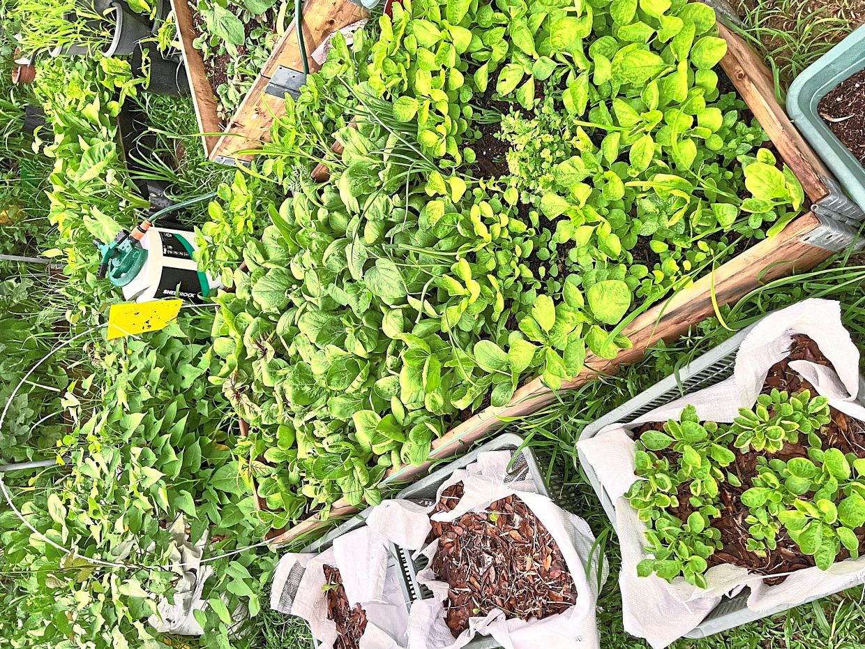 Watching her plants grow from a seedling to something edible still amazes Ong to this day. Photo: Ong Joo Ann