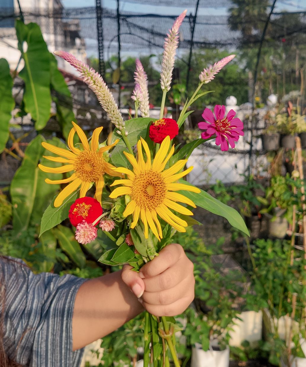 Apart from vegetables, Aliah also grows flowers like sunflower and zinnia in her garden. Photo: Aliah Adam