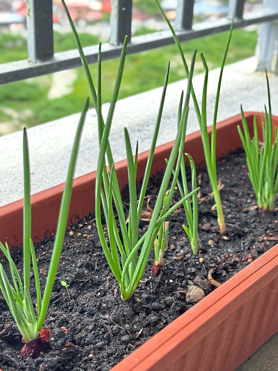 Spring onion is one of the easiest crops to begin planting at home. Photo: Benjamin Bhatt