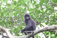 Fresh hope for rare Johor langurs