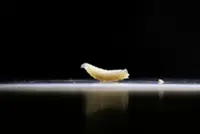 Flesh-eating parasite New World screwworm confirmed in Texas, USDA says