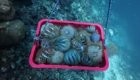 Divers remove more than 1,300 crown-of-thorns starfish in Semporna