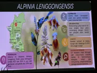 New wild ginger species found in Lenggong