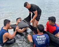 Rescuers aid false killer whale stranded for sixth time at Philippine city
