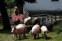 Hungary reports African swine fever in domestic pigs for first time