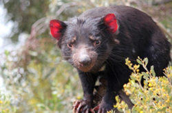 Tasmanian devil thwarts Australian search team