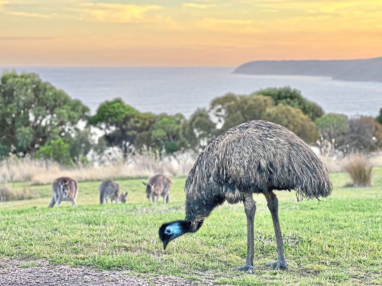 You can see some adorable animals such as emus, kangaroos and koalas at Wildlife Wonders.