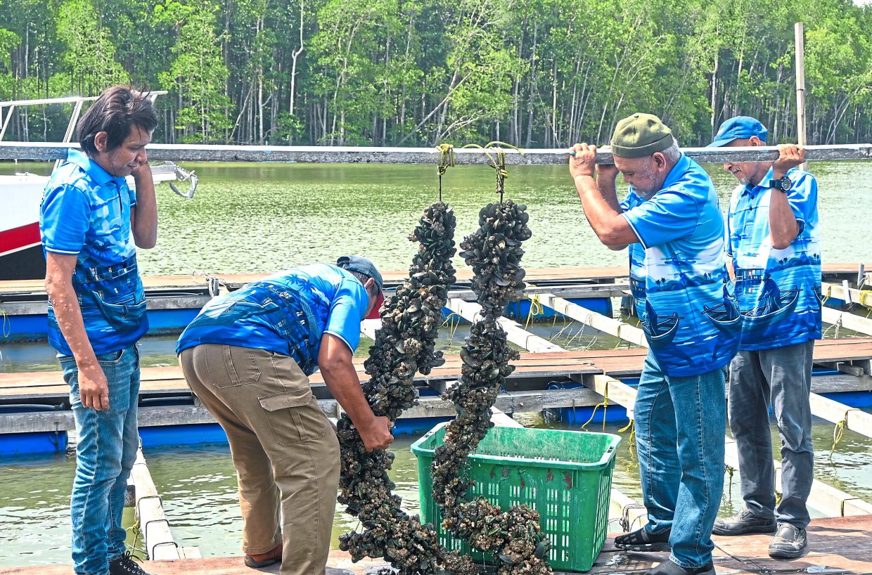 According to Ahmad Zulkifli, Perak mussels are sought-after for their sweeter flesh, a distinctive trait attributed to the higher salinity, habitat and water quality of the local marine environment.