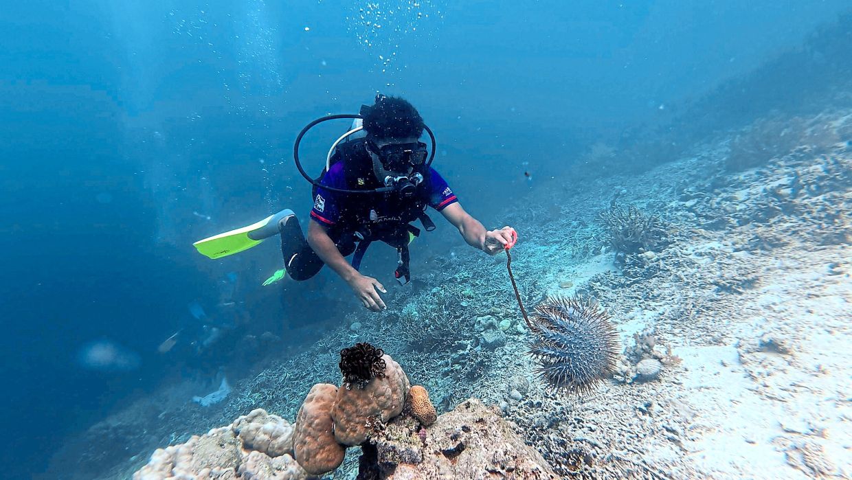 Over 1,300 destructive crown-of-thorns starfish (COTs) were removed from coral reefs around Tabawan and Adal Islands in Semporna following reports of active outbreaks threatening local reef ecosystems, says NGO Reef Check Malaysia.