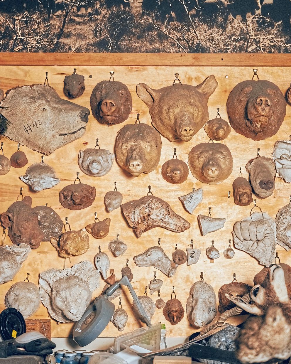 Taxidermy materials used by Bovard at the Natural History Museum of Los Angeles County in Los Angeles. — Sasha Arutyunova/The New York Times