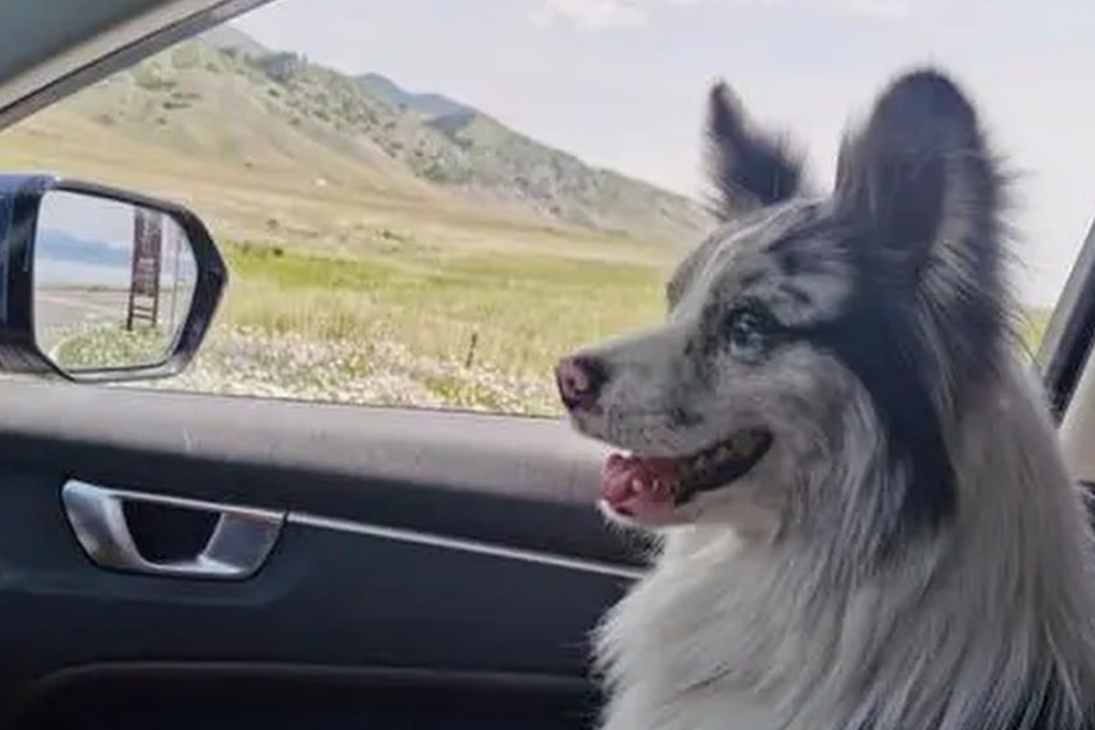 The alleged thief and his family offered no apology; the man reportedly said: “The dog is dead, so stop making a fuss. I did not break the law.”