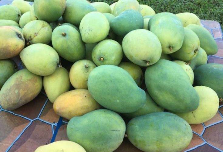 Perlis plans official online portal to protect Harumanis mango sales
