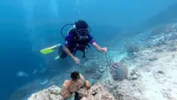Over 1,300 harmful starfish removed