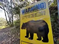 'Extremely intelligent' bear at large in Japan after hurting four