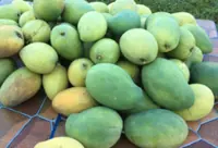 Perlis plans official online portal to protect Harumanis mango sales