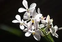 Orchids worth RM280,000 infected with pests seized in Tumpat