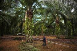 Malaysian palm oil exports to face pressure from Indonesian push