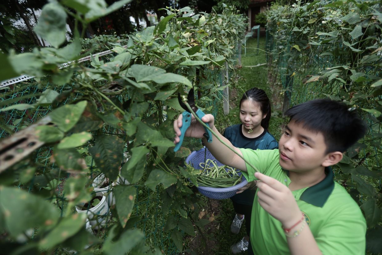 The siblings were among a group of primary and secondary school students who visited the Consumers’ Association of Penang’s (CAP) mini chemical-free urban garden in Jalan Masjid Negeri in conjunction with World Environment Day 2026.