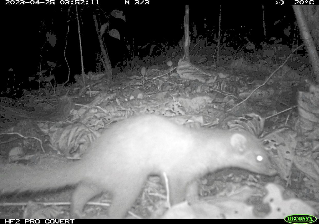 An endangered carnivore, the elusive Bornean ferret badger, is found only in Sabah’s mountain forests, according to the largest study conducted on the mammal.