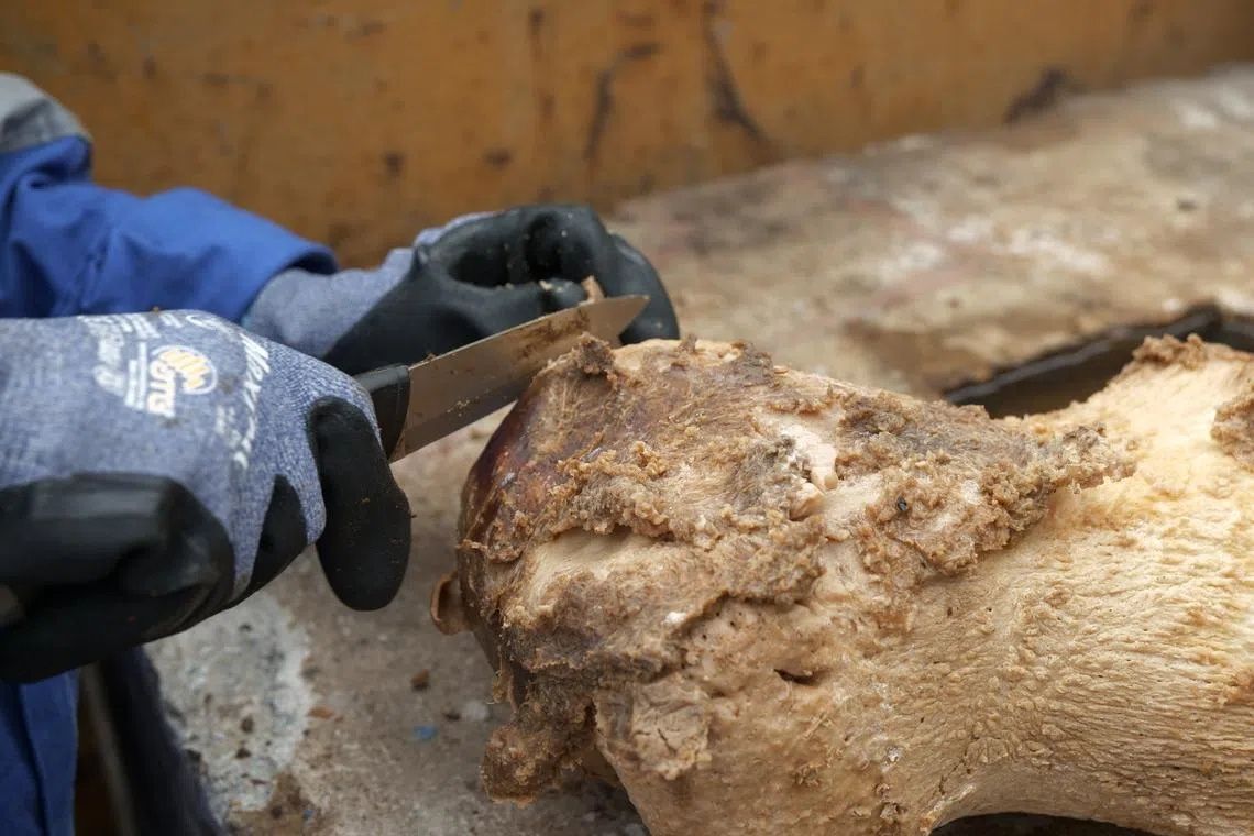 Microdefleshing works being carried out on the recovered Omura’s whale. - Photo: LEE KONG CHIAN NATURAL HISTORY MUSEUM, NATIONAL UNIVERSITY OF SINGAPORE