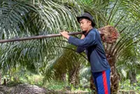 Jakarta’s commodities reality check