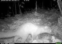 Sabah’s best-kept wildlife secret