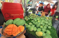 Perlis plans official digital marketplace for Harumanis