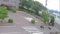 Bear at large in Fukushima