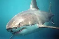 Shark kills diver off Western Australia