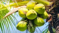 Agencies meet to rescue Thai aromatic coconut industry and crack down on nominees
