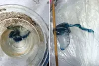Thailand’s Krabi bans swimming in two national parks after jellyfish-like Portuguese man o’ war found